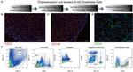 CD34 Antibody in Immunocytochemistry, Immunohistochemistry (ICC/IF, IHC)