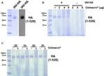 Influenza A H1N1 HA Antibody in Western Blot (WB)