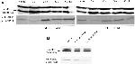 ERK1/ERK2 Antibody in Western Blot (WB)