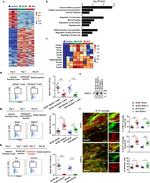 MHC Class II (I-A/I-E) Antibody in Flow Cytometry (Flow)