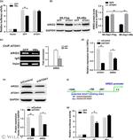 ATOH1 Antibody in ChIP Assay (ChIP)