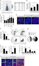 CD34 Antibody in Flow Cytometry (Flow)