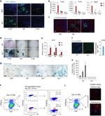 CD140a (PDGFRA) Antibody in Flow Cytometry (Flow)