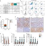 CD3 Antibody in Immunohistochemistry, Flow Cytometry (IHC, Flow)