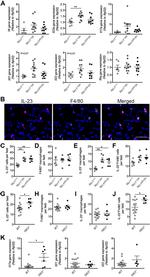 IL-23 p19 Antibody in Immunocytochemistry, Immunohistochemistry (ICC/IF, IHC)