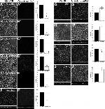 Claudin 7 Antibody in Immunocytochemistry, Immunohistochemistry (ICC/IF, IHC)