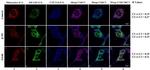 CYP3A4 Antibody in Immunocytochemistry (ICC/IF)