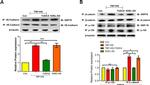 GRP78 Antibody in Western Blot (WB)