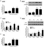 Furin Antibody in Western Blot (WB)