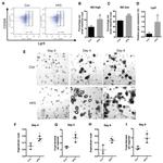 CD326 (EpCAM) Antibody in Flow Cytometry (Flow)