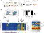 CD49f (Integrin alpha 6) Antibody in Flow Cytometry (Flow)