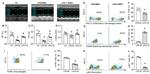 MHC Class II (I-A/I-E) Antibody in Flow Cytometry (Flow)