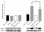 beta Actin Antibody in Western Blot (WB)