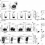 MHC Class II (I-A/I-E) Antibody in Flow Cytometry (Flow)