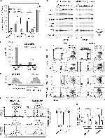 CD44 Antibody in Flow Cytometry (Flow)