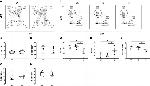 CD4 Antibody in Flow Cytometry (Flow)