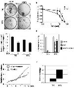 CD49f (Integrin alpha 6) Antibody in Flow Cytometry (Flow)