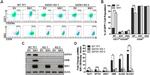 CD71 (Transferrin Receptor) Antibody in Flow Cytometry (Flow)