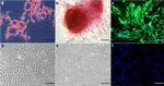 Cytokeratin 14 Antibody in Flow Cytometry (Flow)