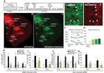 CaMKII alpha Antibody in Immunohistochemistry (IHC)