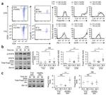 FOXP3 Antibody in Western Blot, Flow Cytometry (WB, Flow)