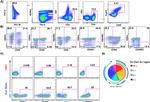 FOXP3 Antibody in Flow Cytometry (Flow)