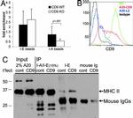 MHC Class II (I-A/I-E) Antibody in Western Blot (WB)