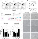 CD49f (Integrin alpha 6) Antibody in Flow Cytometry (Flow)