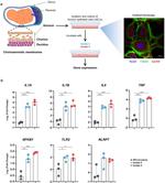 Ly-6G/Ly-6C Antibody in Flow Cytometry (Flow)