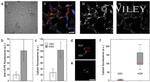 V5 Tag Antibody in Immunocytochemistry (ICC/IF)