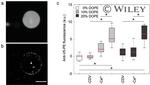 V5 Tag Antibody in Immunocytochemistry (ICC/IF)