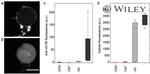 V5 Tag Antibody in Immunocytochemistry (ICC/IF)