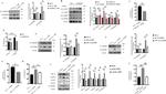IL-1 beta Antibody in Neutralization (Neu)