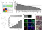 TRA-1-60 (Podocalyxin) Antibody in Immunocytochemistry (ICC/IF)