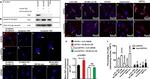 beta Catenin Antibody in Immunocytochemistry (ICC/IF)