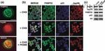 p23 Antibody in Western Blot, Immunocytochemistry (WB, ICC/IF)