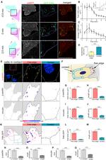 Phospho-Paxillin (Tyr118) Antibody in Immunocytochemistry (ICC/IF)