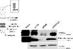 SERCA2 ATPase Antibody in Western Blot (WB)