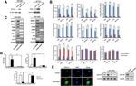 TLR4 Antibody