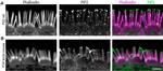 Phosphatidylinositol 4,5-bisphosphate Antibody in Immunohistochemistry (IHC)