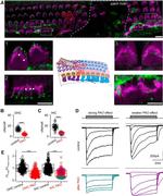 Phosphatidylinositol 4,5-bisphosphate Antibody in Immunohistochemistry (IHC)