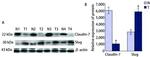 Claudin 7 Antibody in Western Blot (WB)