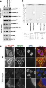 ATP5A1 Antibody in Western Blot, Immunocytochemistry (WB, ICC/IF)