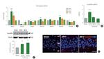 GADD45B Antibody in Western Blot, Immunocytochemistry (WB, ICC/IF)