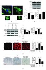 CRMP1 Antibody in Western Blot (WB)