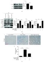 CRMP1 Antibody in Western Blot (WB)