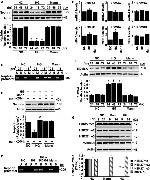 Nephrin Antibody in Western Blot (WB)