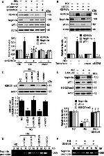 Nephrin Antibody