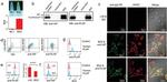 Placental Alkaline Phosphatase Antibody in Flow Cytometry (Flow)
