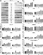 Calnexin Antibody in Western Blot (WB)